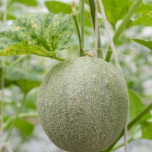 Grow Melon
